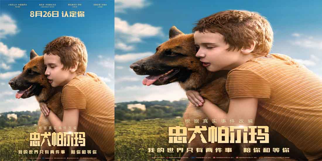<b>电影《忠犬帕尔玛》定档826国际爱狗日 真实事件改编加倍感动</b>