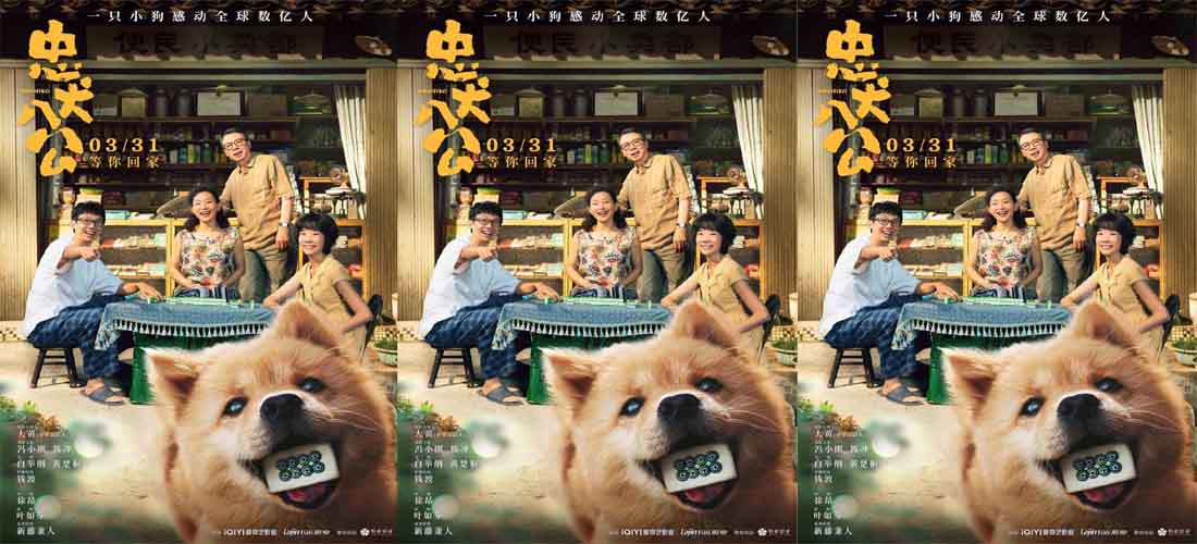 电影《忠犬八公》定档3月31日 再现狗狗感动全球数亿人的故事