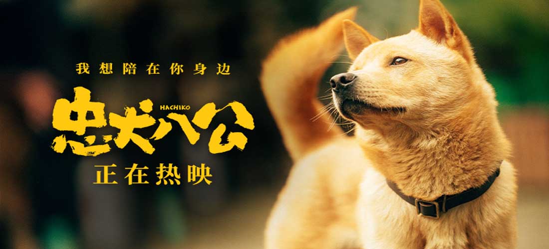 中国版《忠犬八公》全新特辑曝光 狗狗主演竟是流浪狗