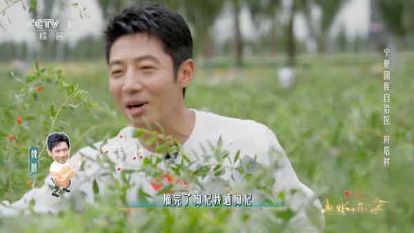 1696735560186427.jpg 02撒贝宁在枸杞田间.jpg