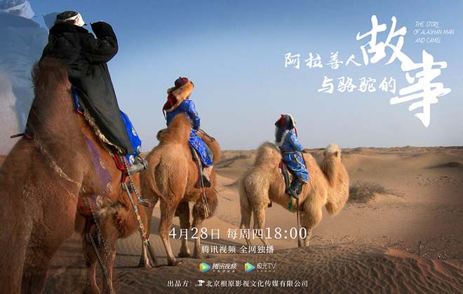纪录片《阿拉善人与骆驼的故事》今日上线 回溯